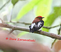 Club-winged Manakin