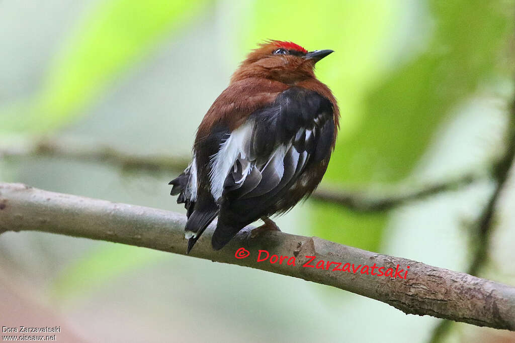 Manakin à ailes blanches mâle adulte, identification