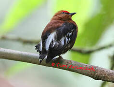 Club-winged Manakin