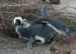 African Penguin