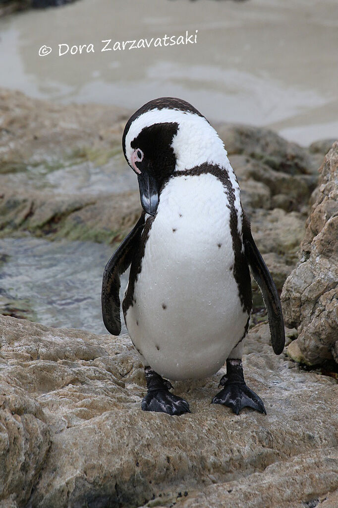 African Penguinadult