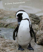 African Penguin