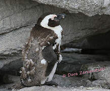 African Penguin