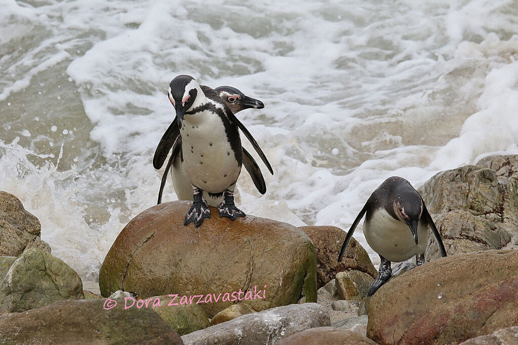 African Penguin, walking