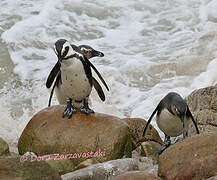 African Penguin