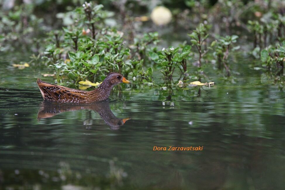 Spotted Crake