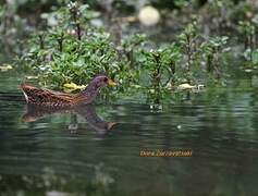 Spotted Crake