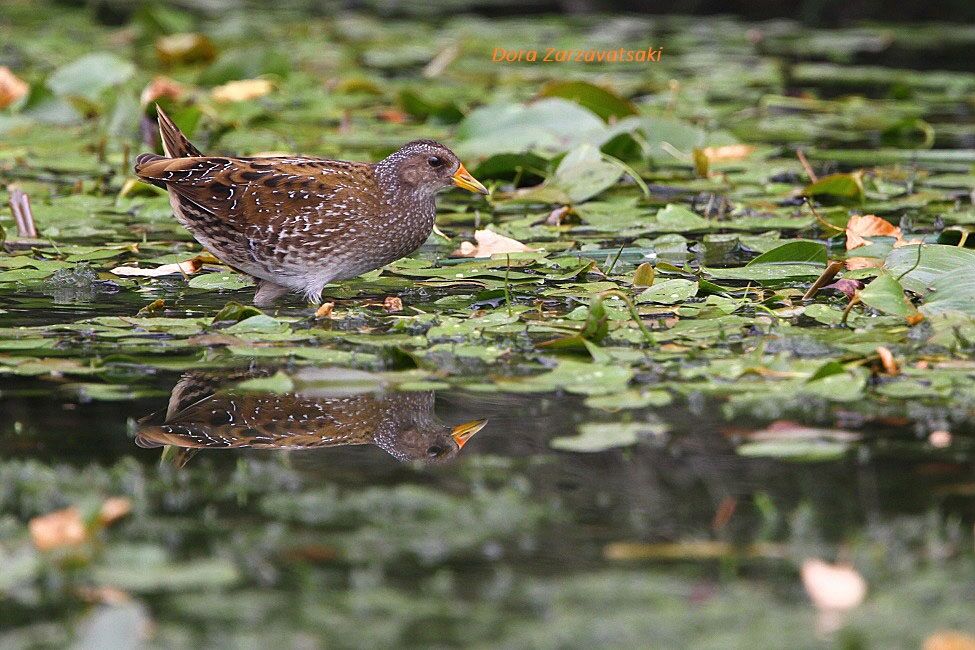 Spotted Crake