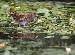 Spotted Crake