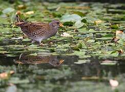 Spotted Crake