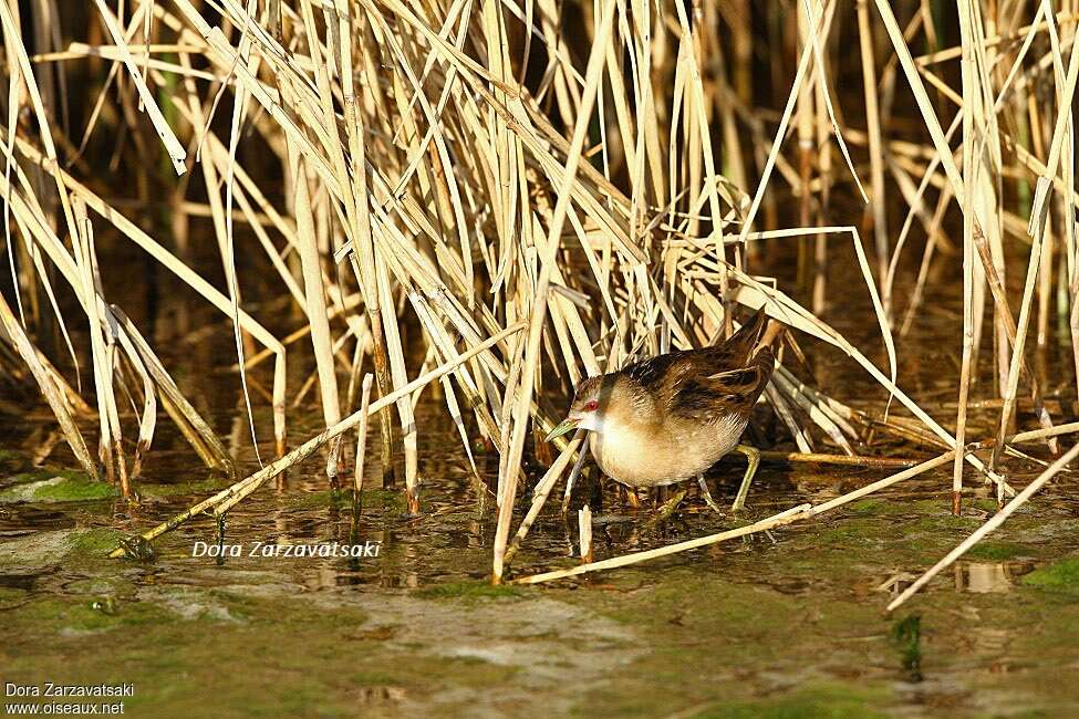 Little Crake female adult, habitat, pigmentation