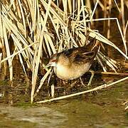 Little Crake