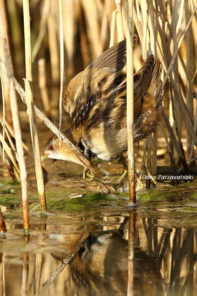 Little Crake