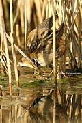 Little Crake