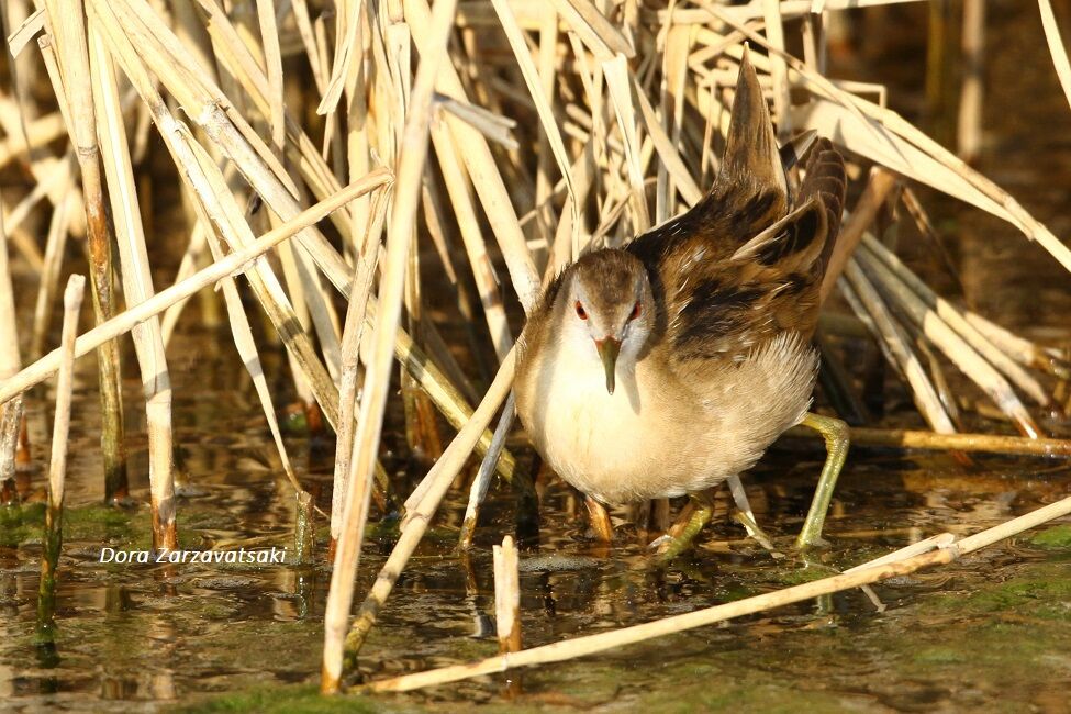 Little Crake