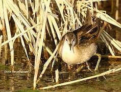 Little Crake