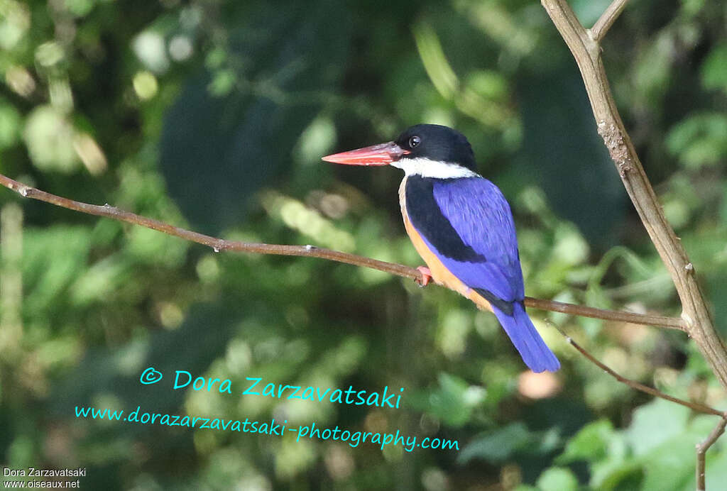 Black-capped Kingfisheradult, identification