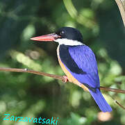 Black-capped Kingfisher