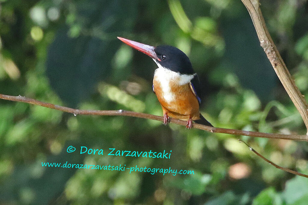 Black-capped Kingfisheradult, identification