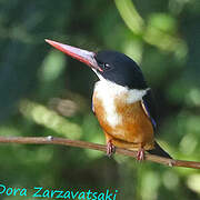 Black-capped Kingfisher