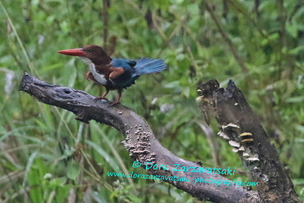 White-throated Kingfisheradult, identification