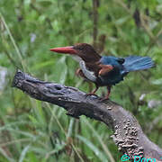 White-throated Kingfisher