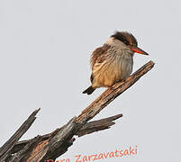 Striped Kingfisher