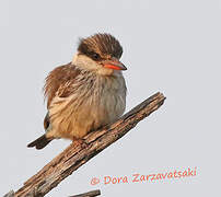 Striped Kingfisher