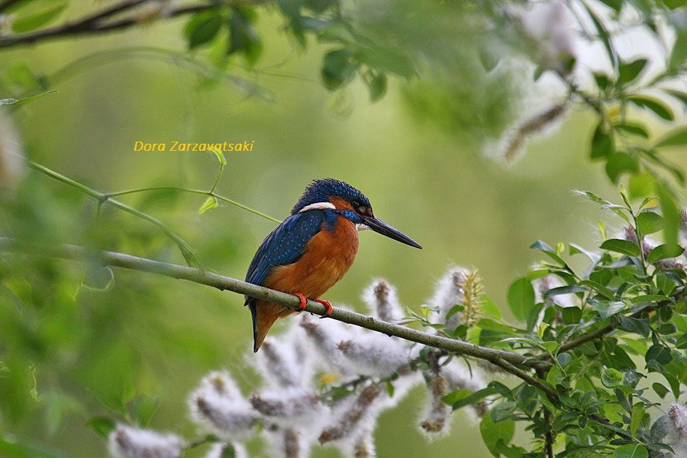 Common Kingfisher male adult