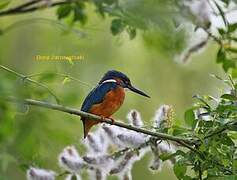 Common Kingfisher