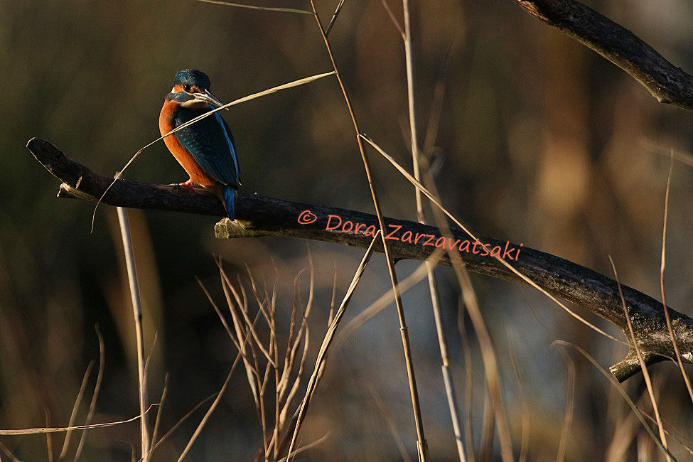 Common Kingfisher