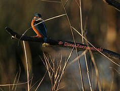 Common Kingfisher