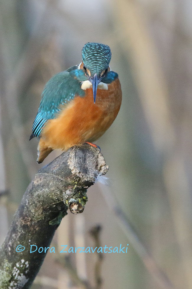 Common Kingfisher