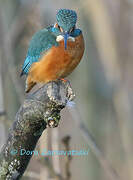 Common Kingfisher