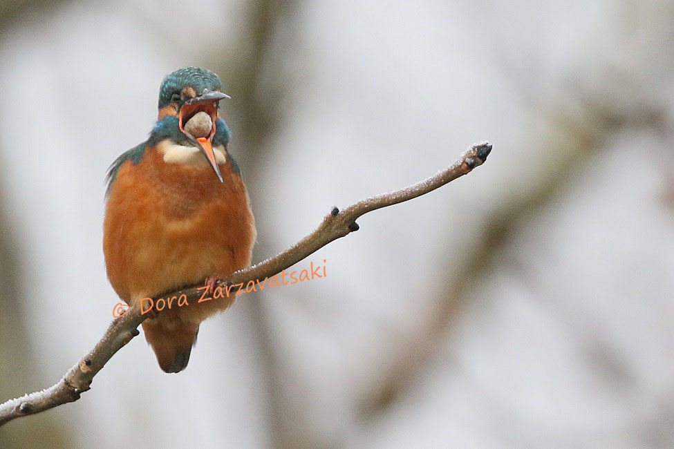 Common Kingfisher male, Behaviour