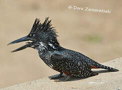 Giant Kingfisher