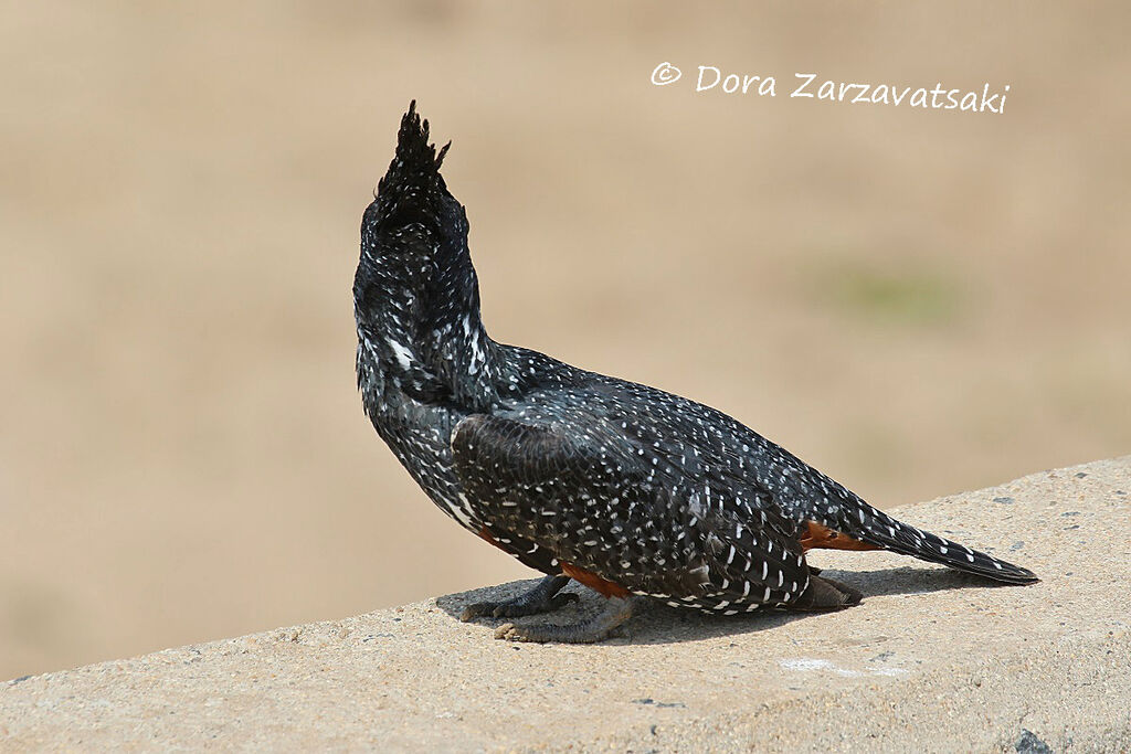 Giant Kingfisher