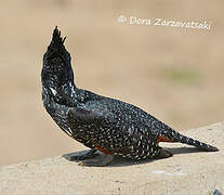 Giant Kingfisher