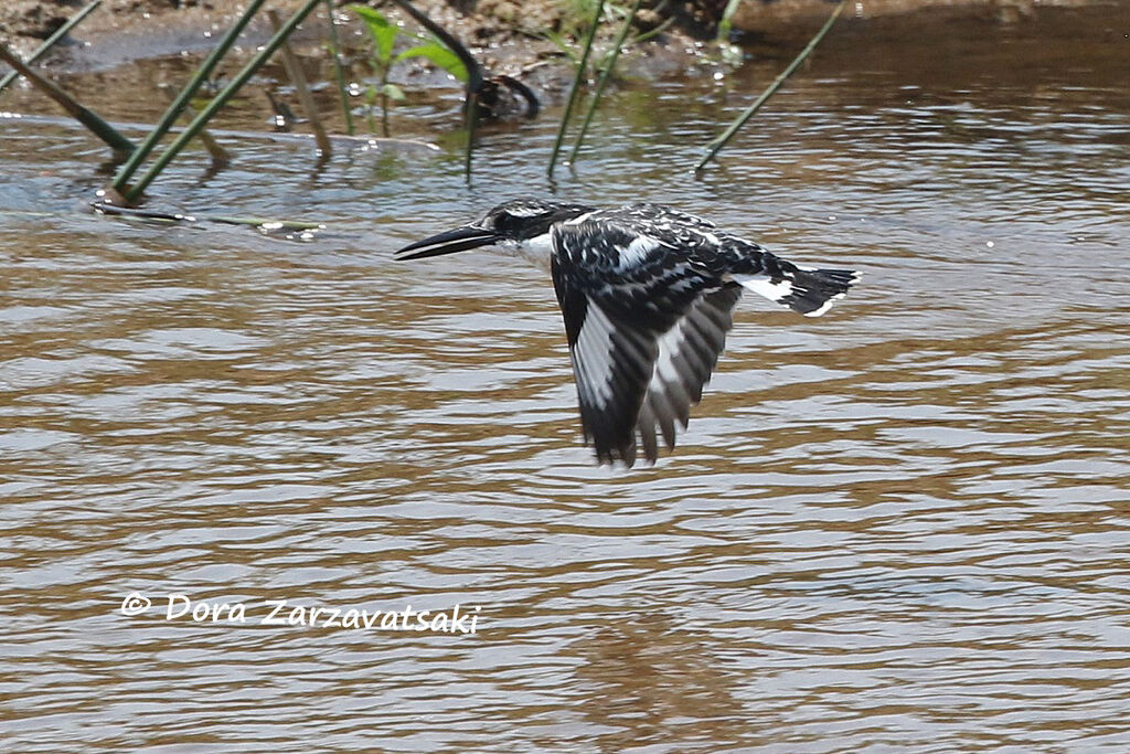 Pied Kingfisher, Flight