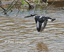 Pied Kingfisher