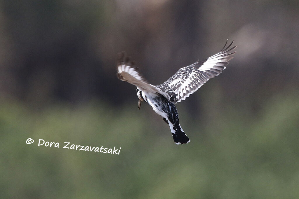 Pied Kingfisheradult, Flight