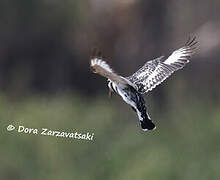 Pied Kingfisher