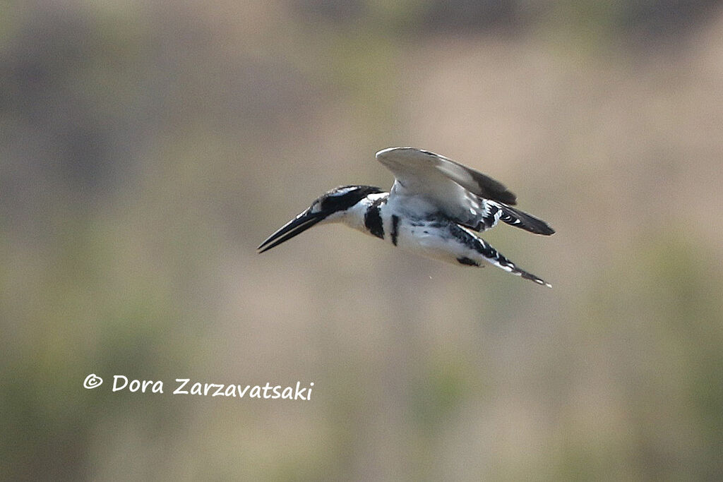 Pied Kingfisheradult breeding, Flight