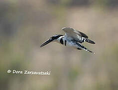 Pied Kingfisher