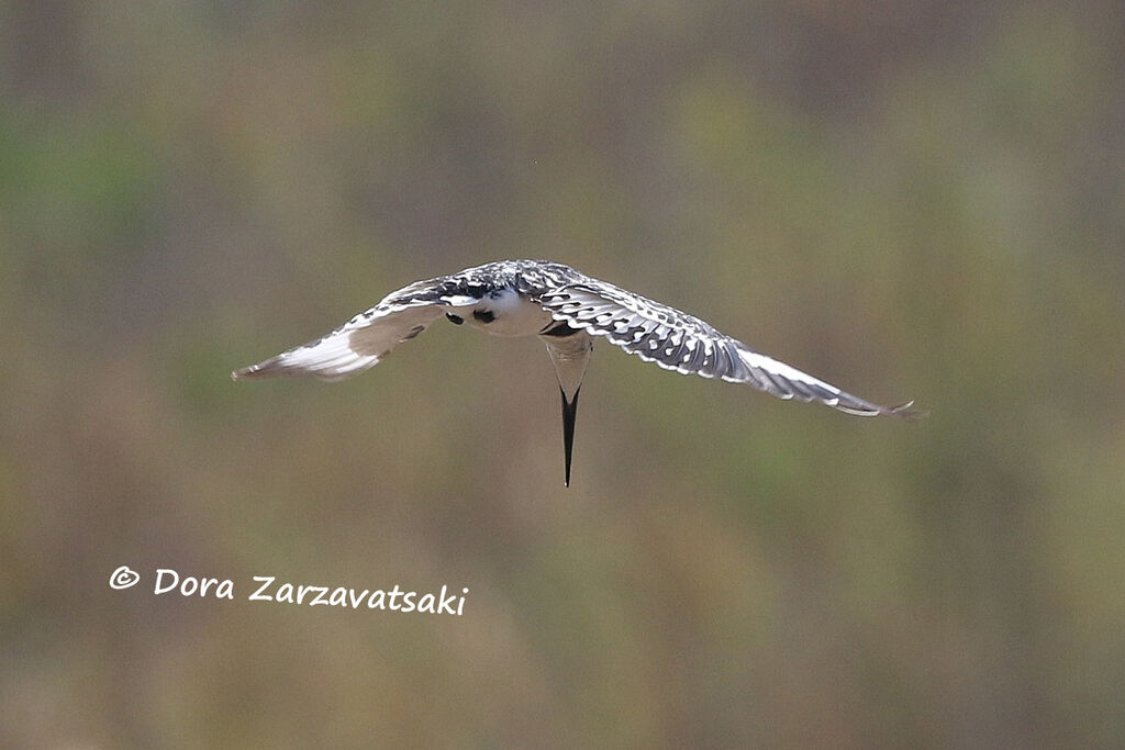 Pied Kingfisheradult, Flight