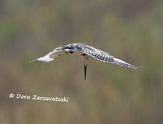 Pied Kingfisher