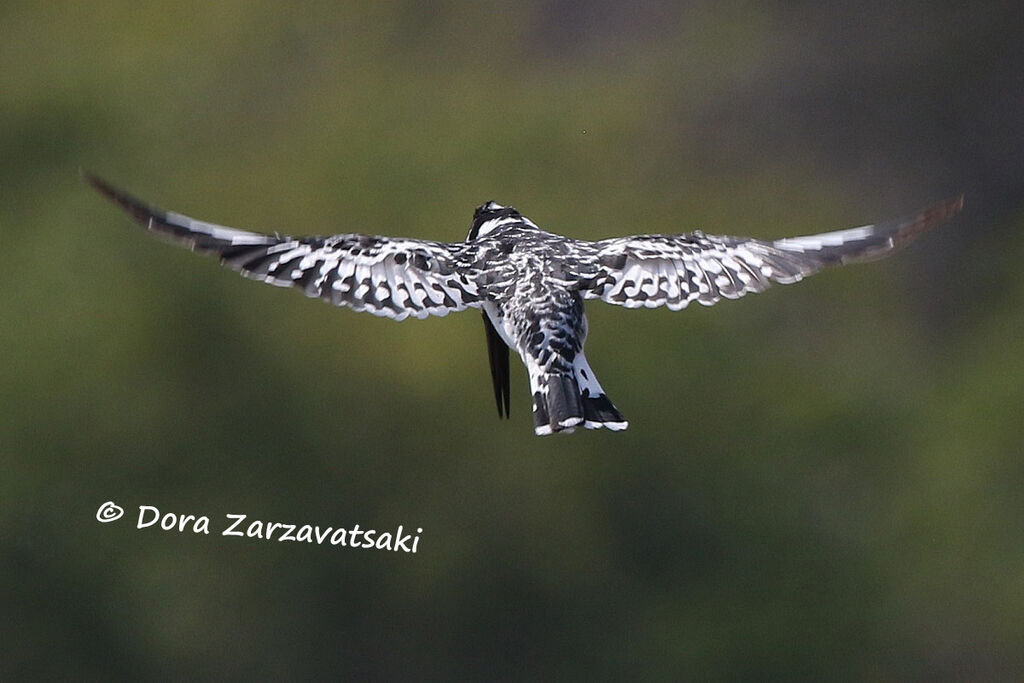 Pied Kingfisheradult, Flight