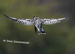 Pied Kingfisher