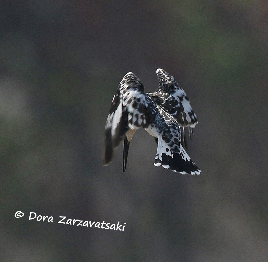 Pied Kingfisheradult, Flight