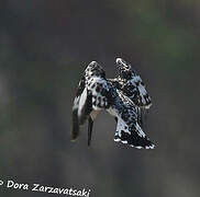 Pied Kingfisher